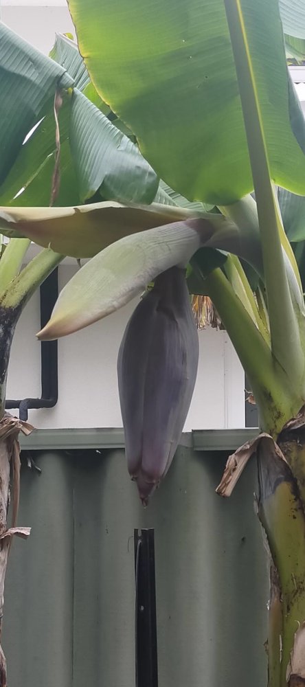 Buds about to open